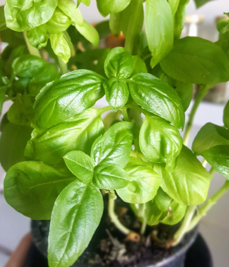 Basil