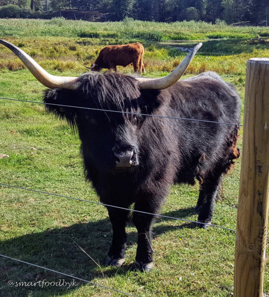 Taureau dans un pré de mon ile suédoise. Bull in a meadow of my Swedish island