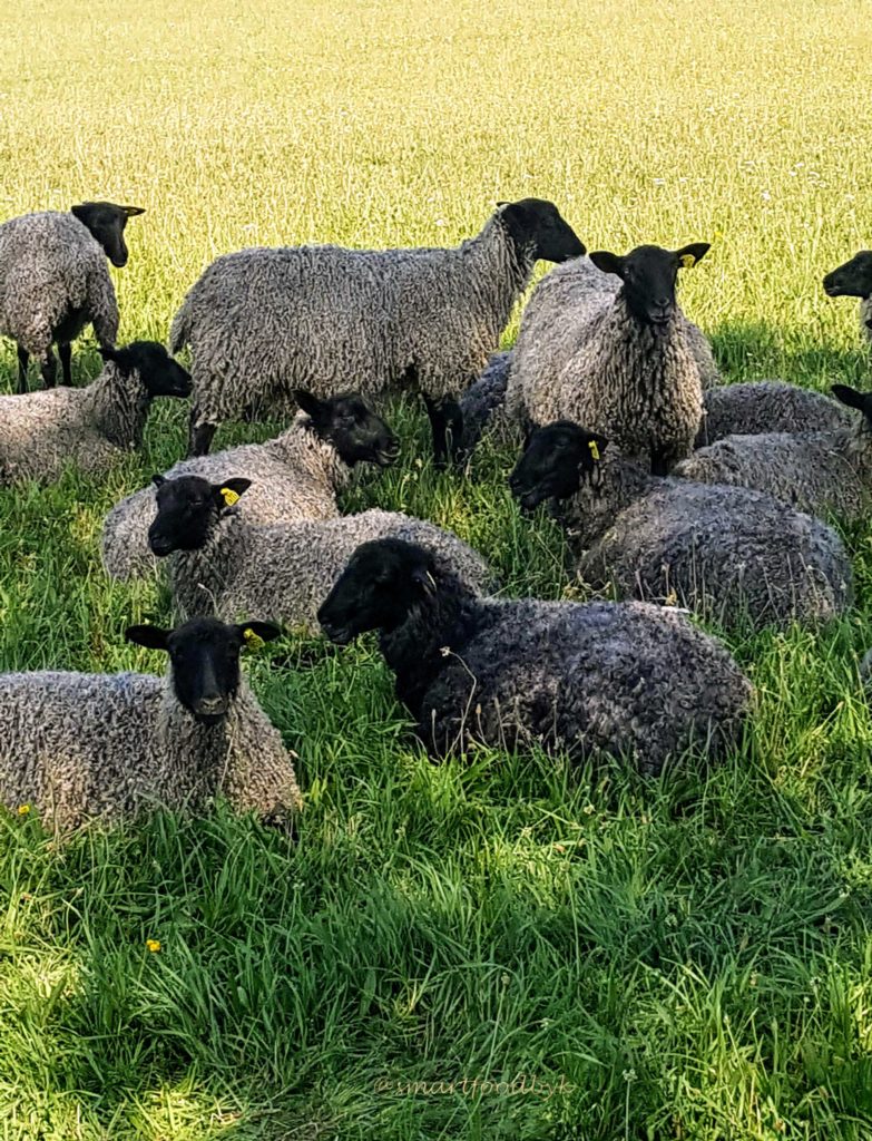 Des brebis dans un pré de mon ile suédoise. Sheep in a meadow of my Swedish island.