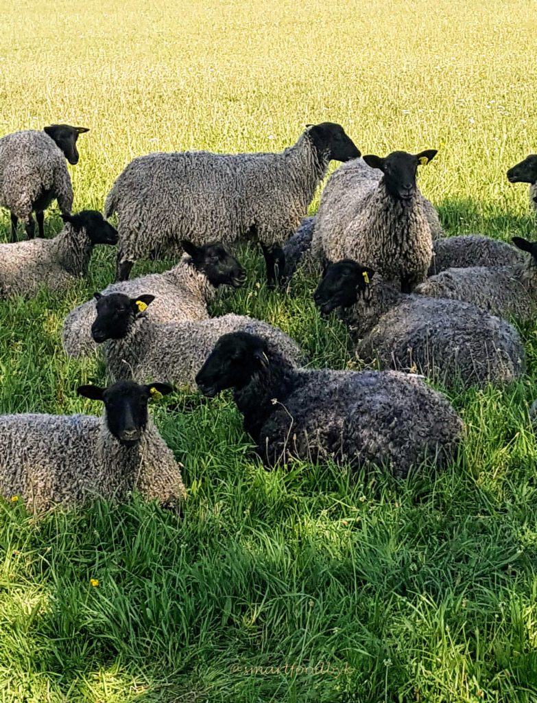 Des brebis dans un pré de mon île suédoise.